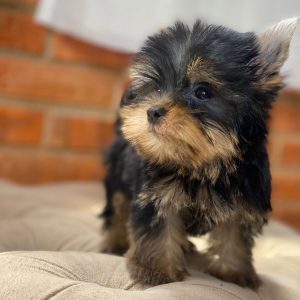 YORKSHIRE mini