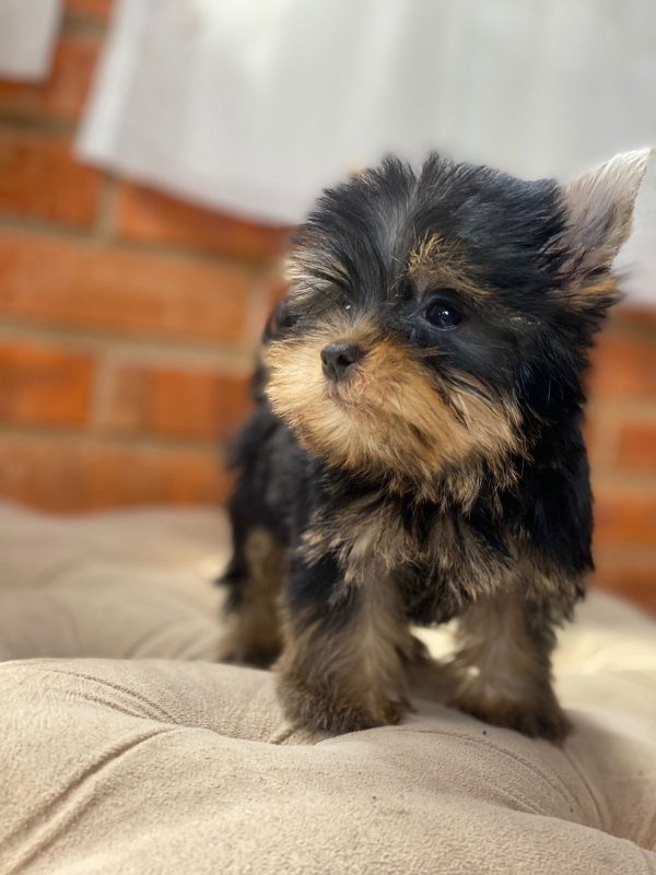 YORKSHIRE mini