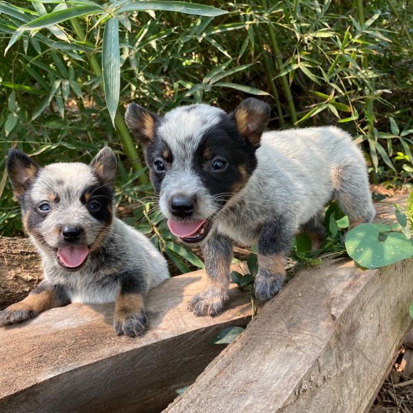 Pastor ganadero australiano (Blue heeler) machos y hembras - Imagen 3