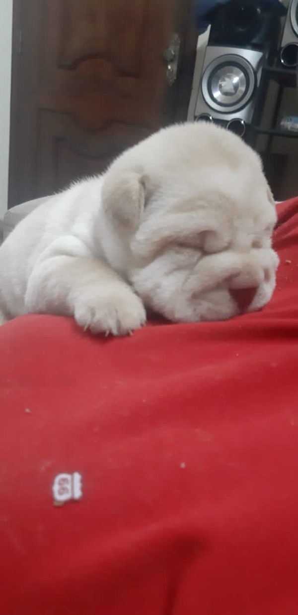Sharpei hembras y machos - Imagen 3