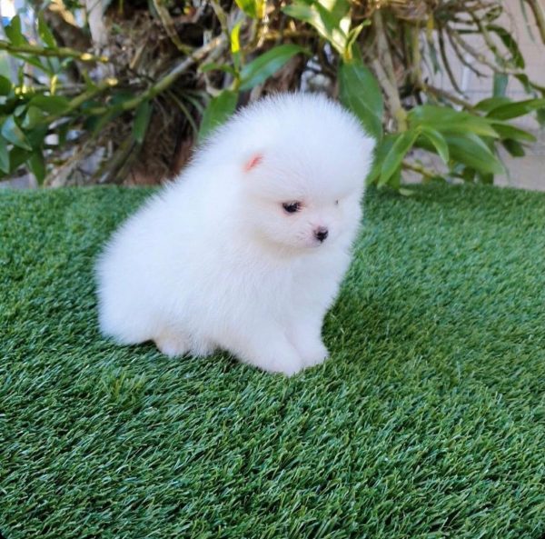 Lulú de pomerania mini - Imagen 2