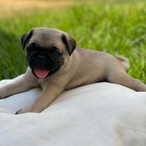 Pug