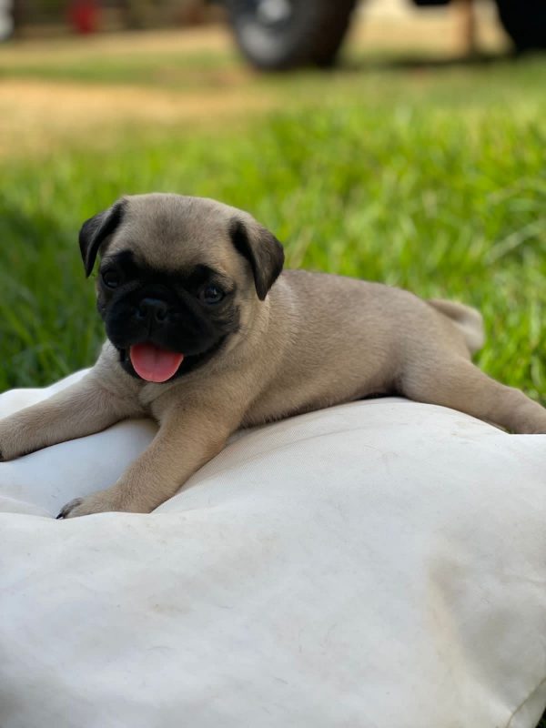 Pug