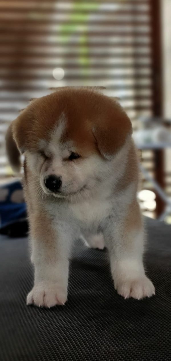 Shiba inu machos y hembras - Imagen 2
