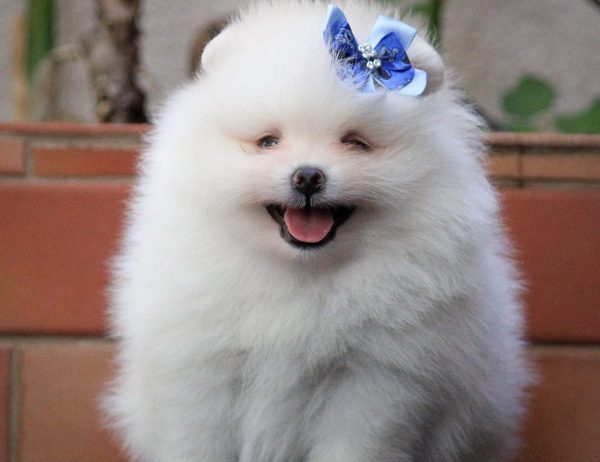 Lulu de Pomerania Macho - Imagen 3