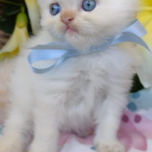 Gato persa