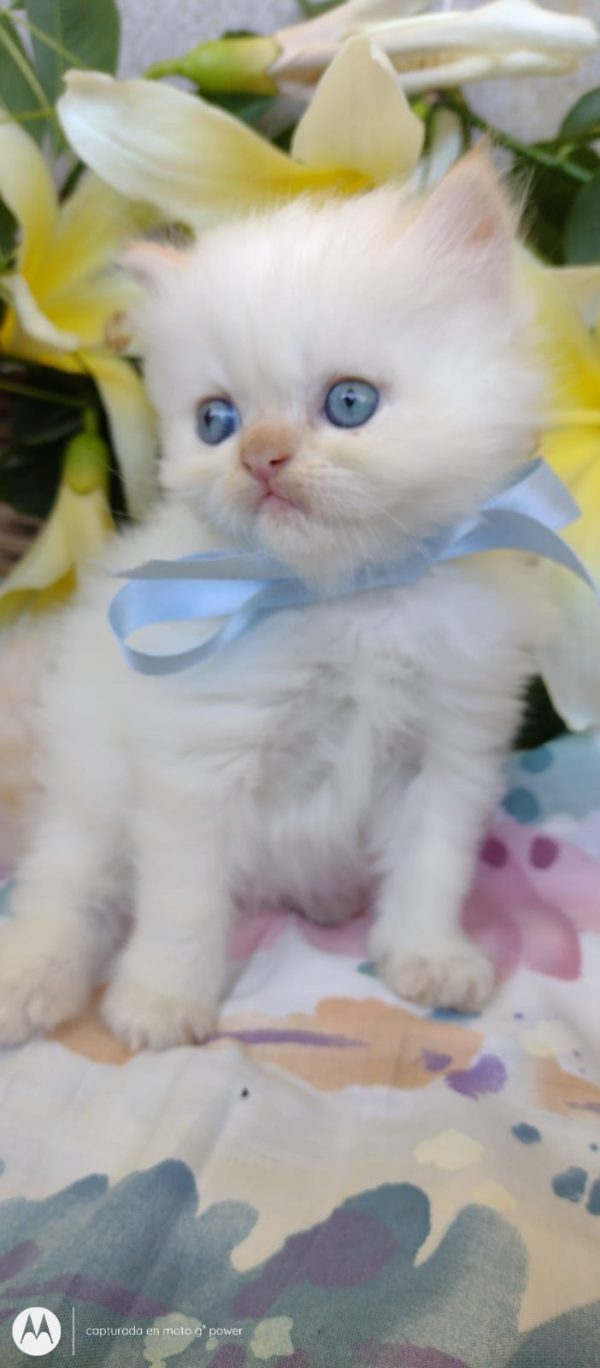 Gato persa