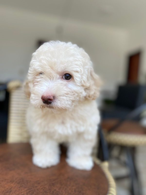 Caniche Toy - Imagen 3