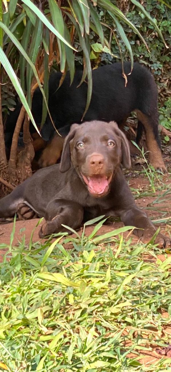 Labrador retriever chocolate macho - Imagen 3