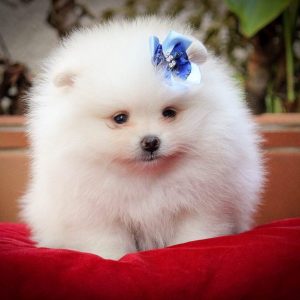 Lulu de Pomerania Macho