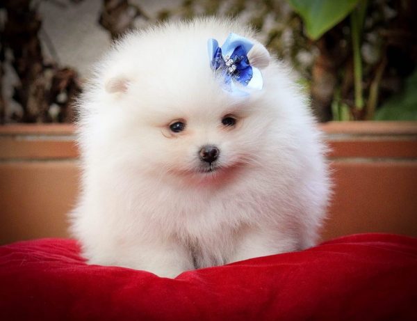 Lulu de Pomerania Macho