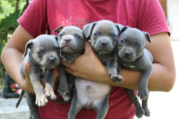 American Bully - Imagen 2