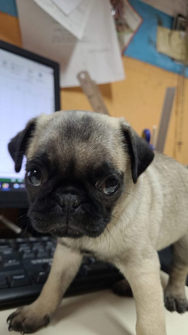 Pug Carlino machos y hembras - Imagen 3