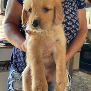 Golden retriever machos y hembras