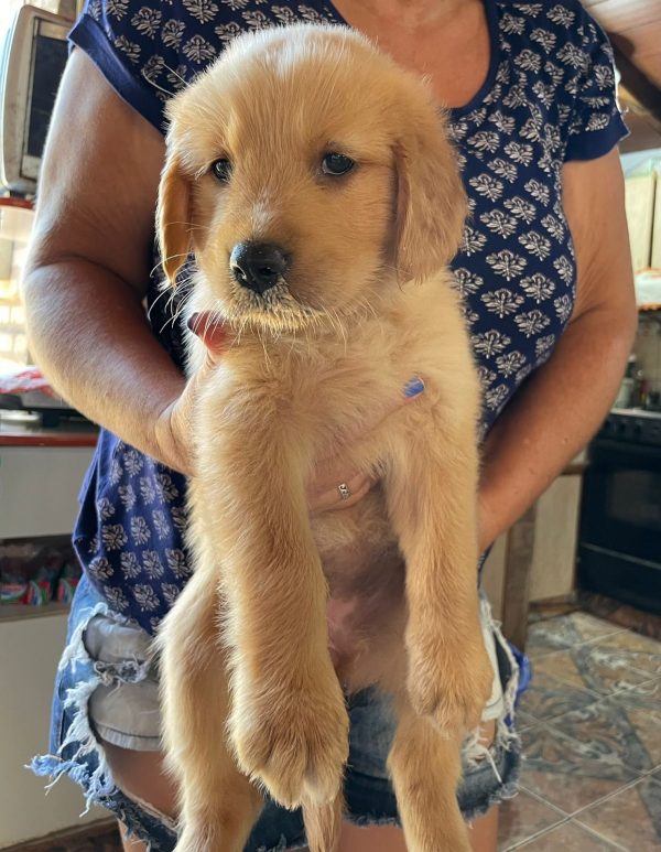 Golden retriever machos y hembras