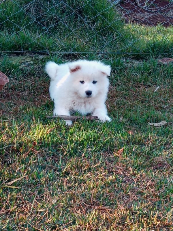 Samoyedo - Imagen 2