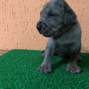 Gran danes