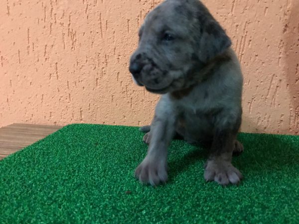 Gran danes