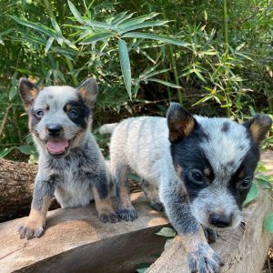 Pastor ganadero australiano (Blue heeler) machos y hembras