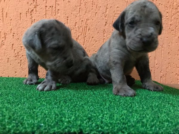 Gran danes - Imagen 2