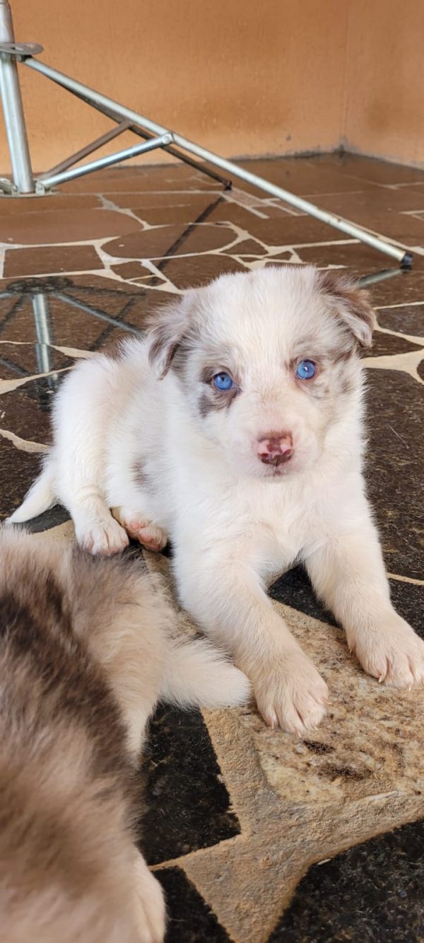 Border Collie Merle/ Negro - Imagen 2