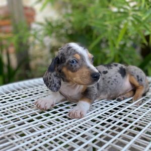TECKEL ARLEQUIN macho