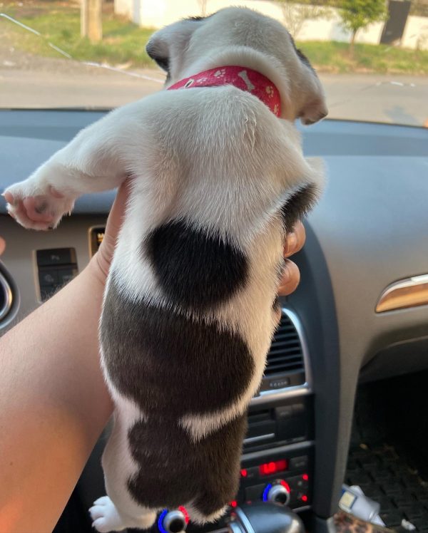 Bulldog francés vaquita hembra - Imagen 3