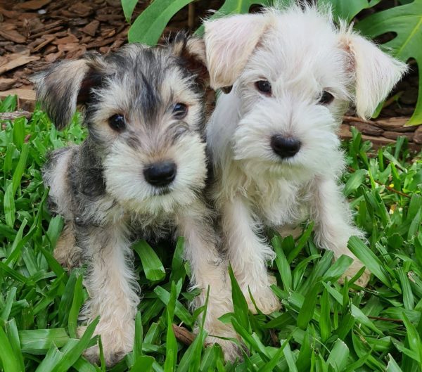 Schnauzer machos y hembras - Imagen 2