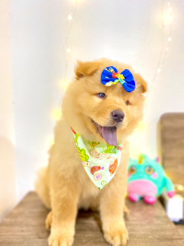 Chow Chow hembra - Imagen 2