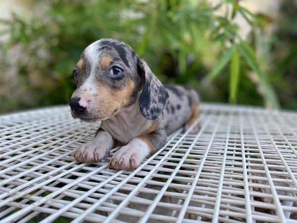 TECKEL ARLEQUIN macho - Imagen 3