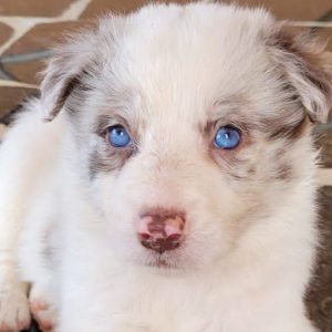 Border Collie Merle/ Negro