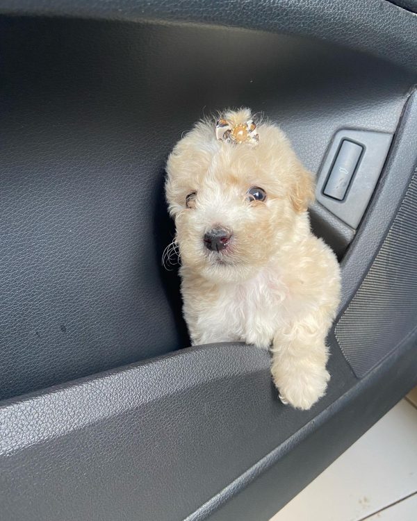 Caniche toy hembra