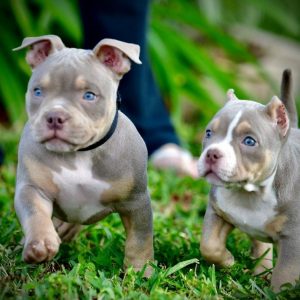 American Bully