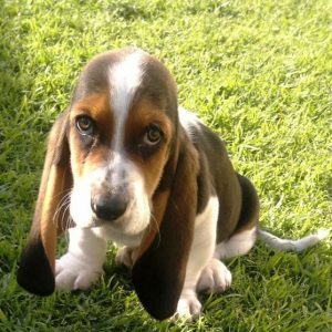 Basset Hound