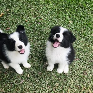 Border Collie