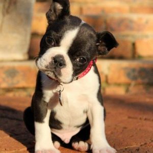 Boston Terrier