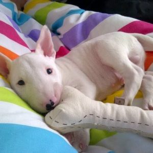 Bull Terrier