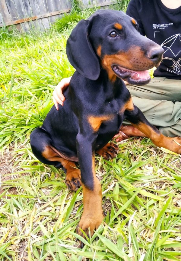 Dobermann machos y hembras - Imagen 3