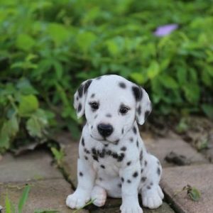 Dalmata