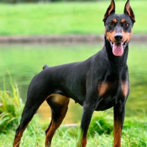 Doberman