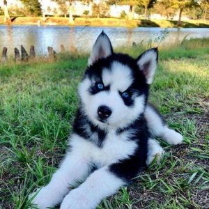 Husky Siberiano