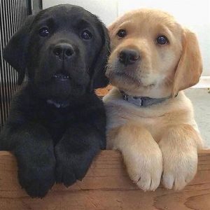 Labrador Retriever