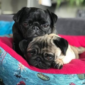 Pug