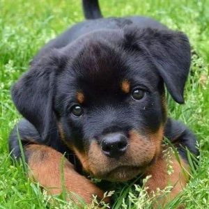 Rottweiler