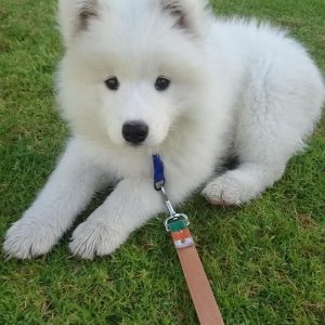 Samoyedo