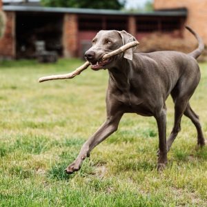 Weimaraner