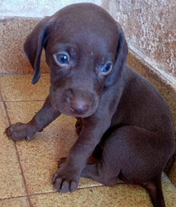 Weimaraner macho y hembra - Imagen 3