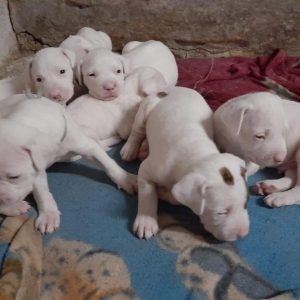 Dogo argentino machos y hembras