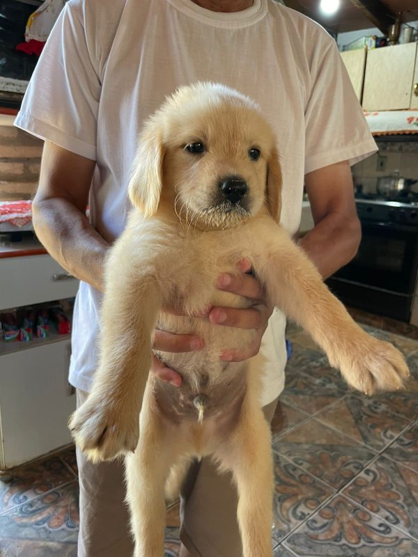 Golden retriever machos y hembras - Imagen 4