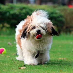 Lhasa Apso